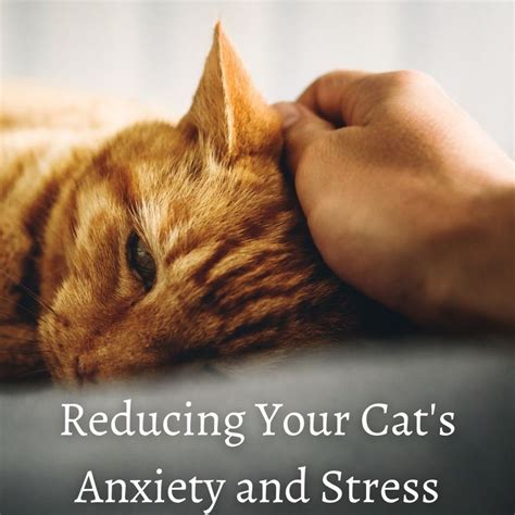  If you suspect that your cat is suffering from anxiety, speak with your veterinarian about treatment options
